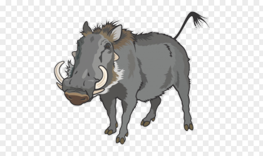 Boar Wild Drawing Common Warthog Clip Art PNG