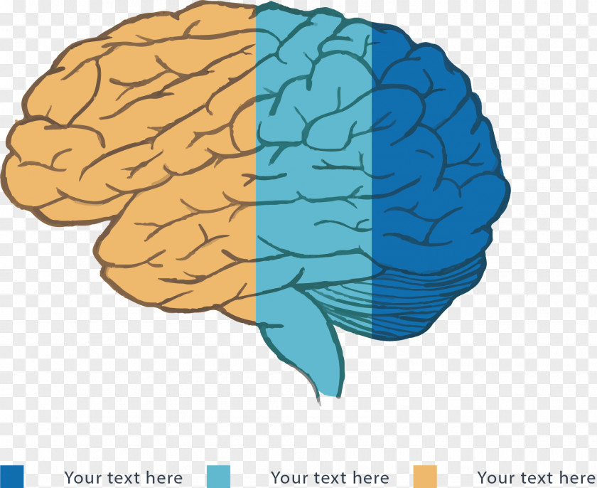 Brain Color Classification Label Cerebrum Illustration PNG