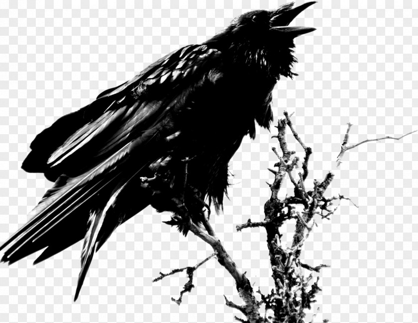 Chronicle Of The Raven Common Clip Art PNG