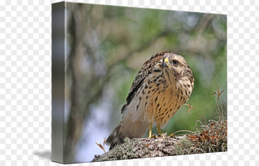 Owl Hawk Fauna Wildlife Common Buzzard PNG