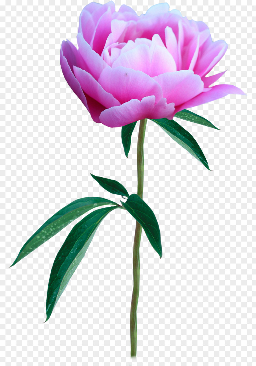 Flower Photography Peony Clip Art PNG
