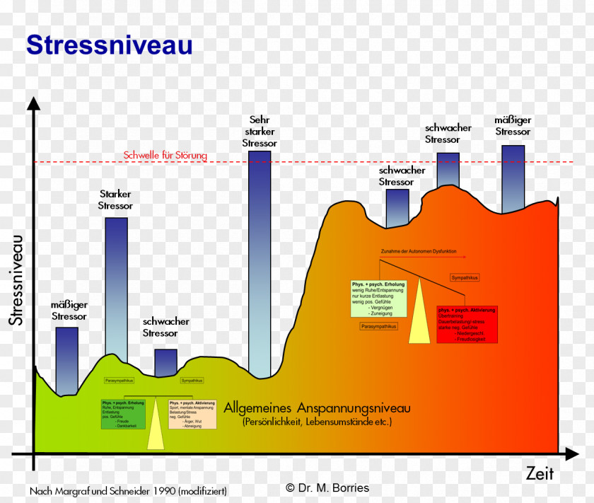 Funny Stress Level Eustress Stressmodell Von Lazarus Stressreaktion Sympathetic Nervous System PNG