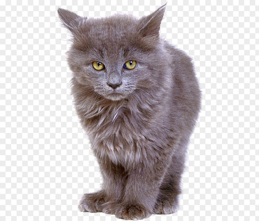 Kitten Nebelung British Semi-longhair Persian Cat Chartreux Shorthair PNG