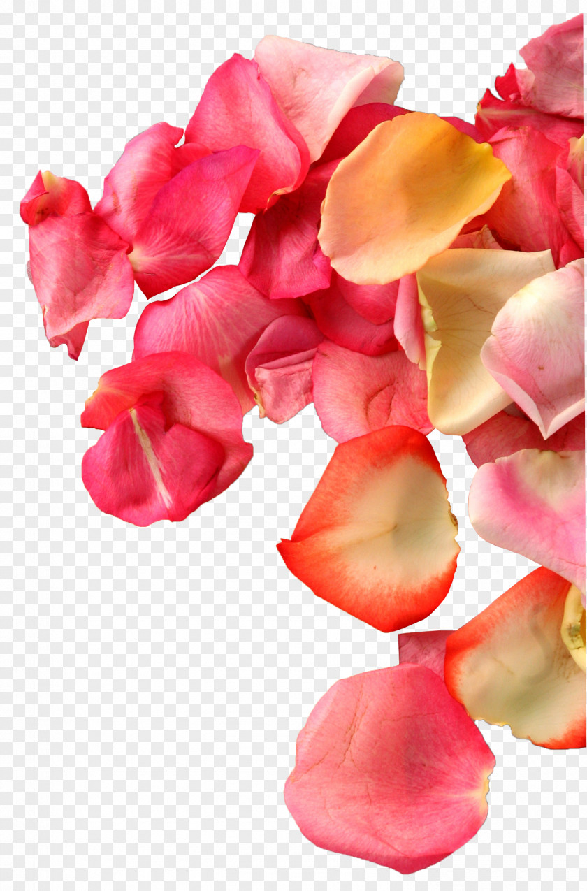 Rose Petal Designer Transparency And Translucency Heart PNG