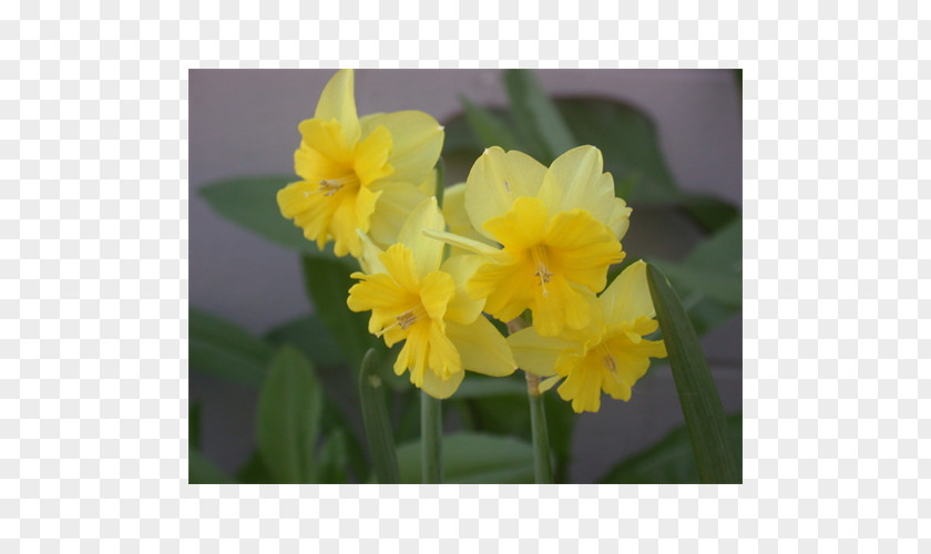 Violet Narcissus Family Violaceae PNG