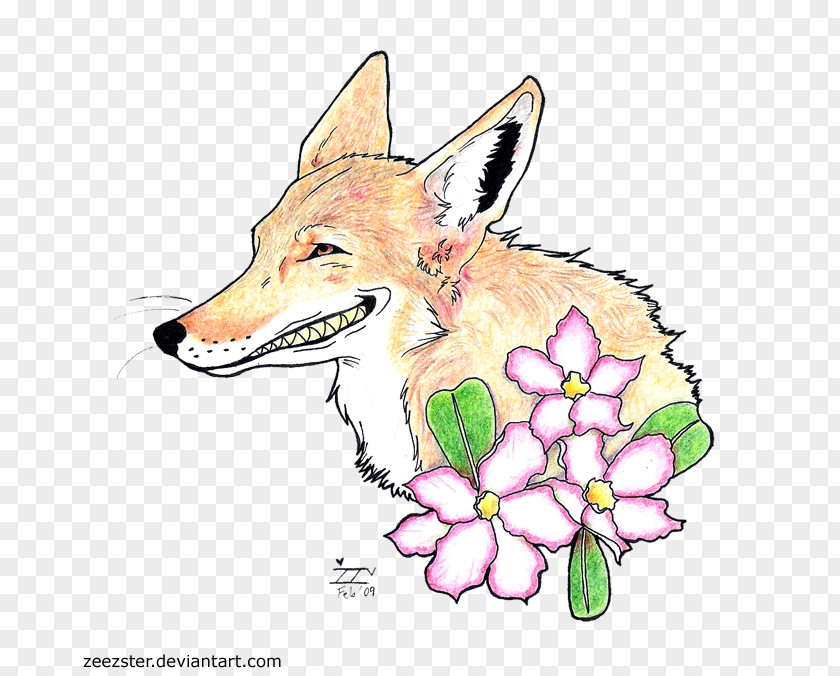 Dog Red Fox Coyote Drawing Wildlife PNG