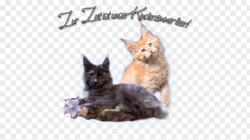 Maine Coon Kitten Whiskers Raccoon PNG