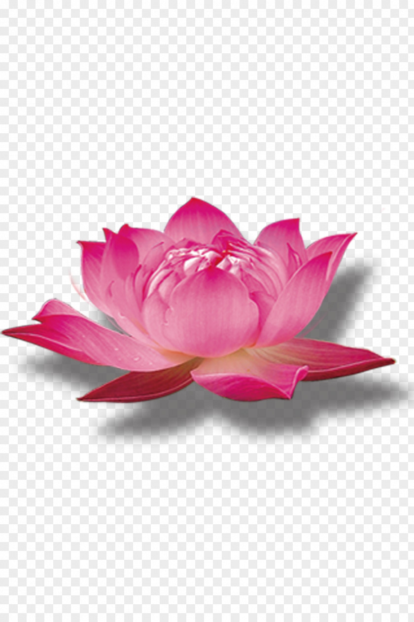 Pink Lotus Nelumbo Nucifera PNG