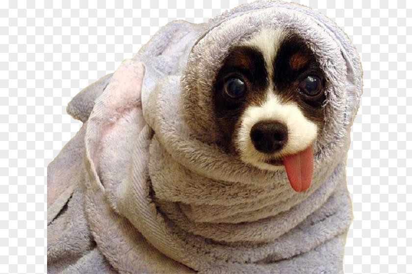 Puppy Towel Dachshund Komondor Hot Dog PNG