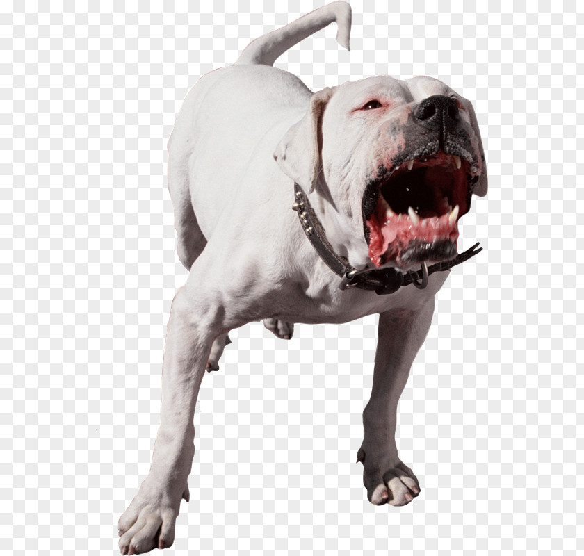 Ud] American Pit Bull Terrier Bark Dog Bite Pet PNG