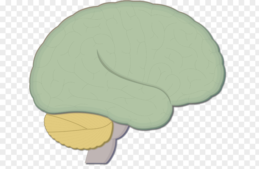 Brain Function Brainstem Human Nervous System Medulla Oblongata PNG