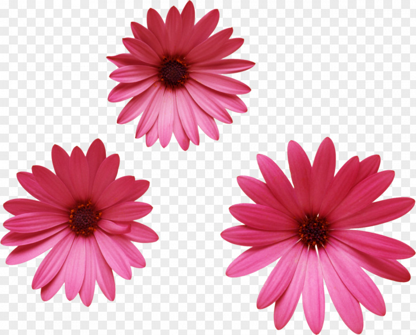 Chamomile Flower Albom Clip Art PNG