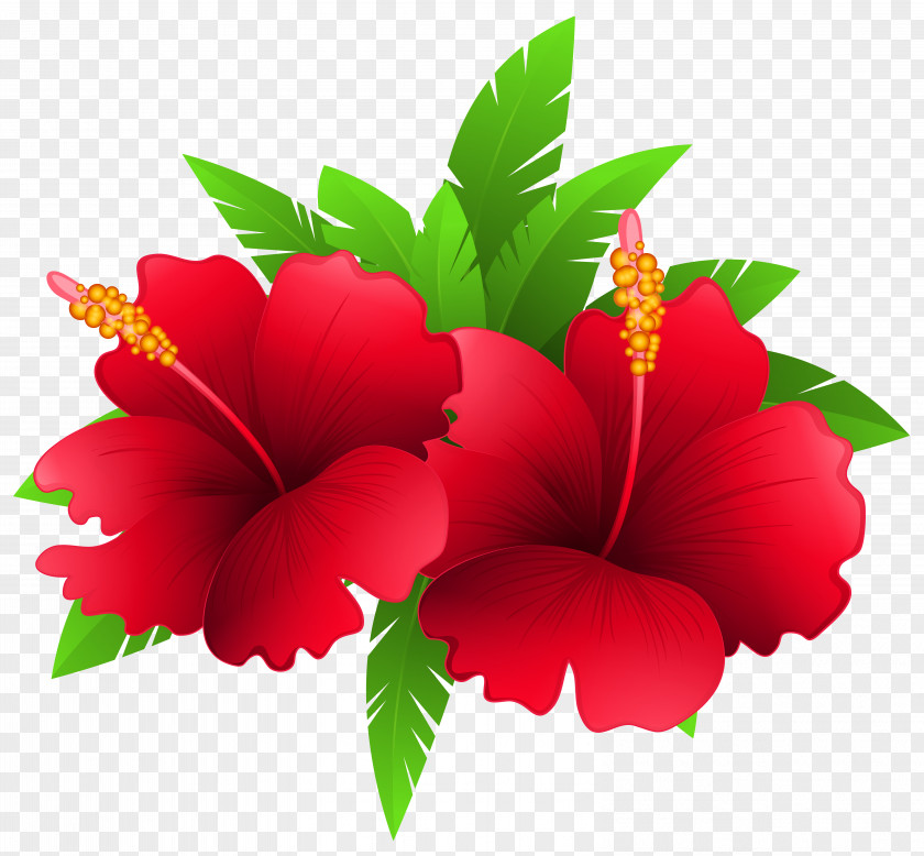 Exotic Flowers And Plant Clipart Image Flower Clip Art PNG