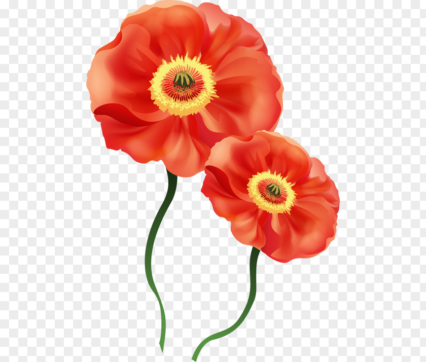 Flower Poppy Watercolor Painting Clip Art PNG