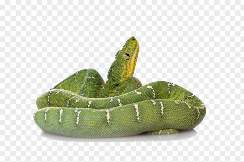 Green Snake File Smooth Reptile Amazing Animals: Snakes PNG