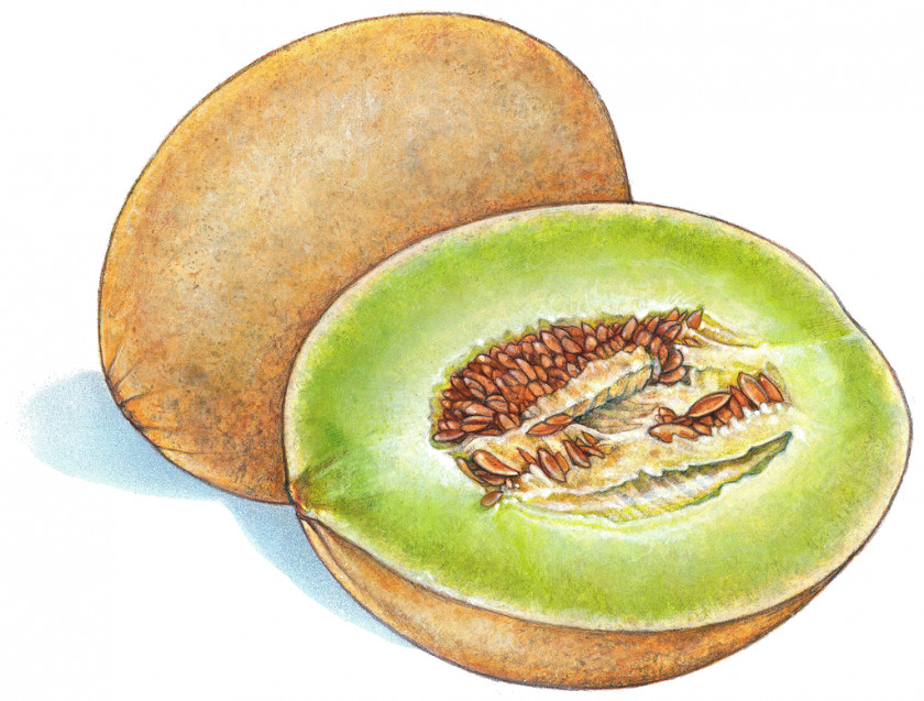 Melon Fruit Honeydew Cantaloupe Drawing PNG