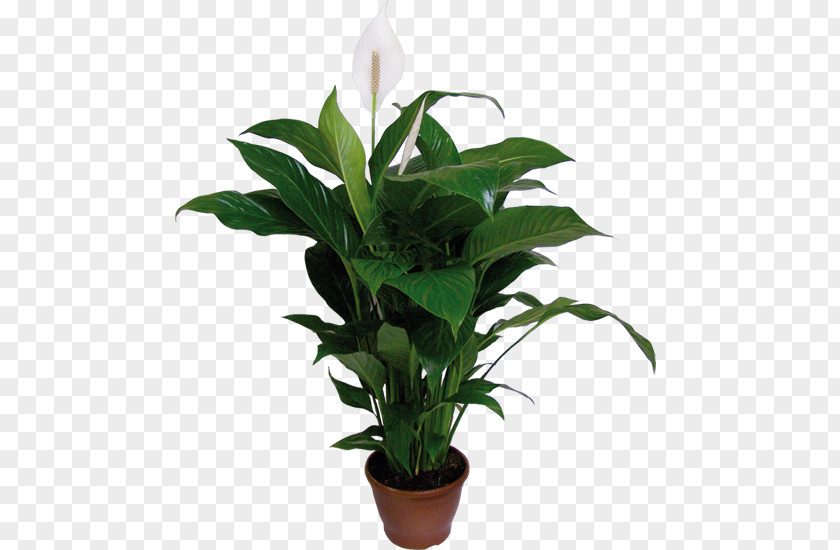 Mini Schefflera Bonsai Spathiphyllum Wallisii Houseplant Plants Flowerpot Dumb Canes PNG