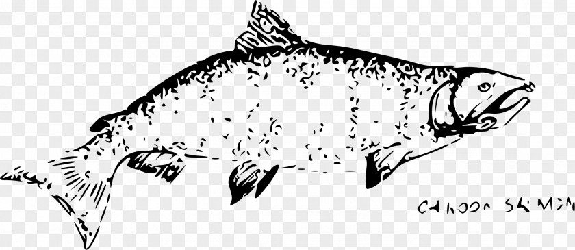 SALMON Drawing Chinook Salmon Pink Chum Black And White PNG