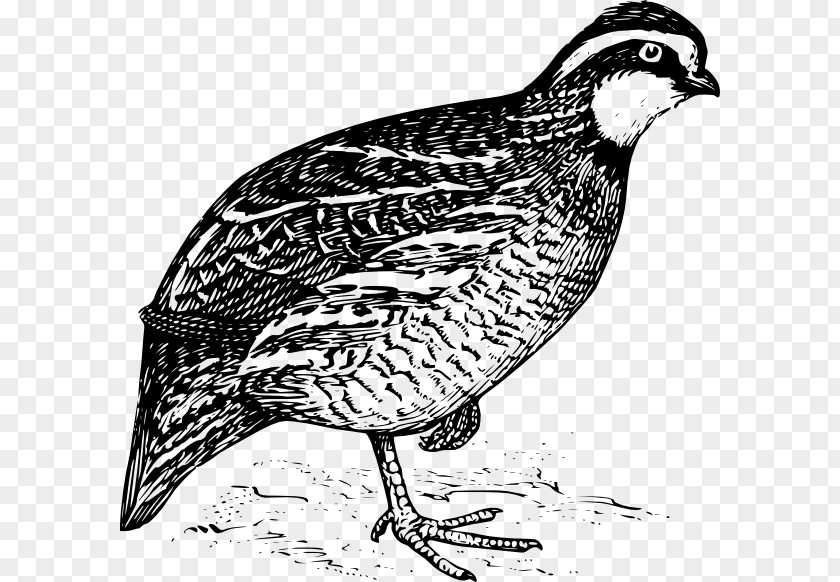 Vector Birds California Quail Northern Bobwhite Clip Art PNG