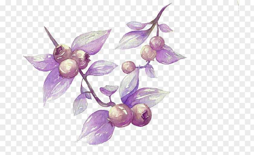 Blueberry Painted Picture Material Watercolor Painting Illustration PNG