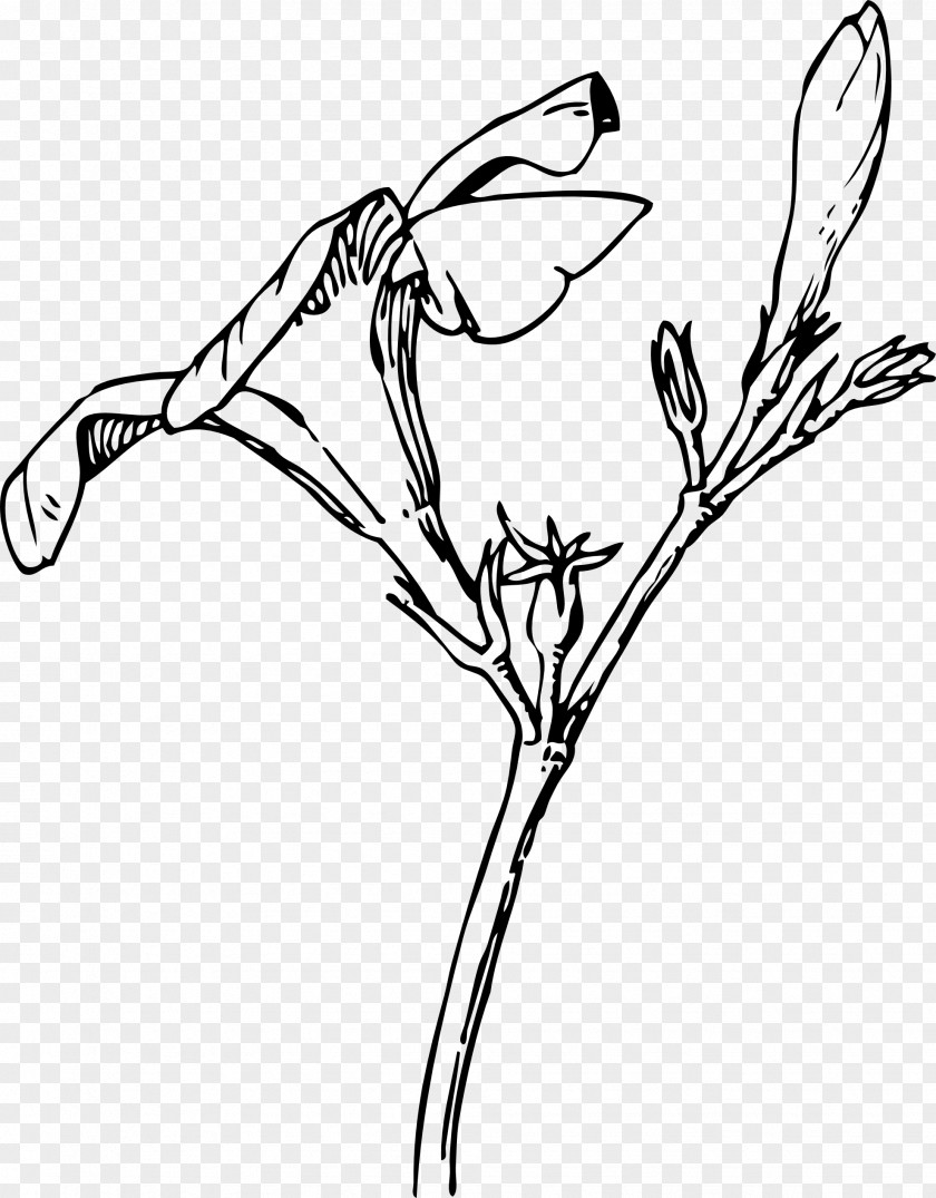 Flower Oleander Bud Drawing Clip Art PNG