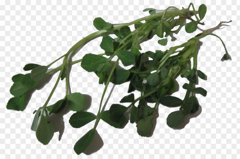 Leaf Vegetable Herb Fenugreek Medicinal Plants PNG