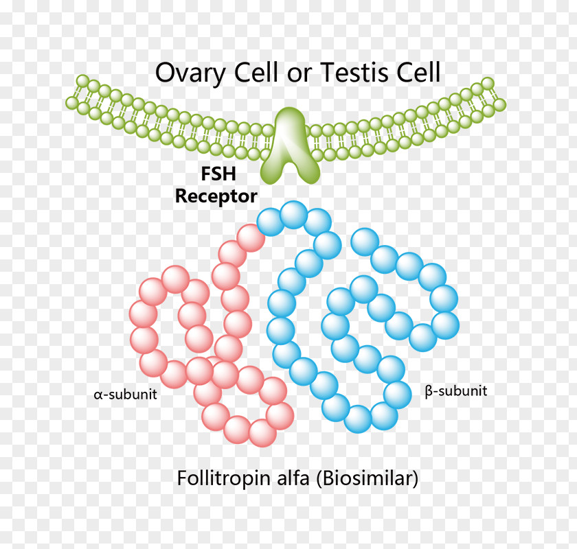 Recombinant Growth Hormone Follicle-stimulating Follitropin Beta Platelet-derived Factor Receptor DNA PNG