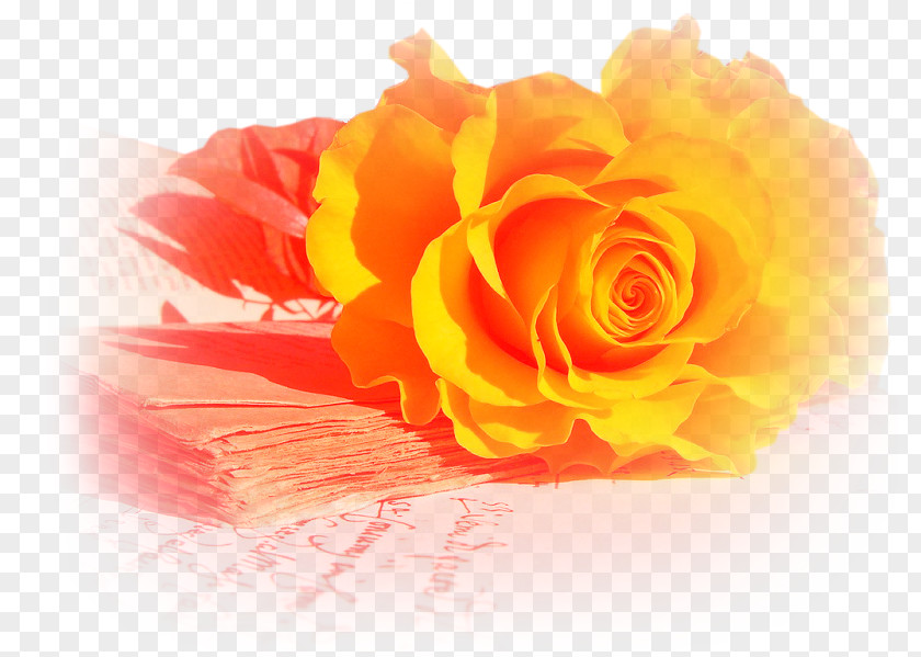 Rose Flower Yellow Wallpaper PNG