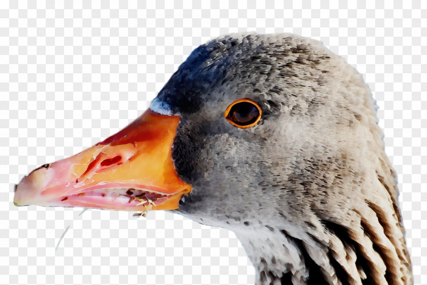 Beak Bird Water Goose Ducks, Geese And Swans PNG