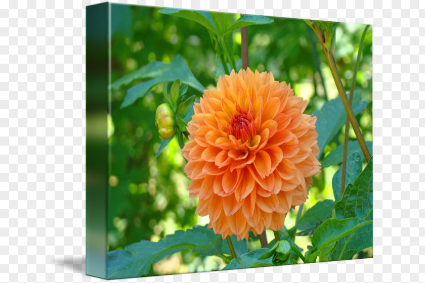 Flower Posters Dahlia Tuber Lilium PNG