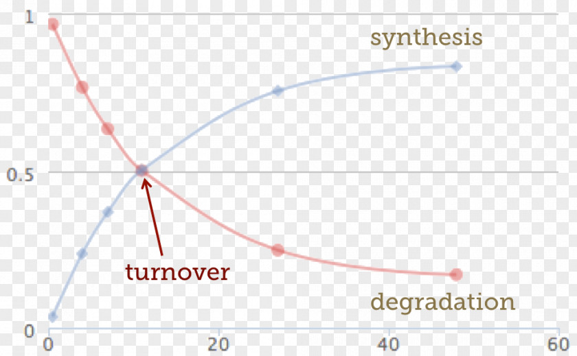 Half Life Protein Turnover Cell Half-life Inquiry Into PNG