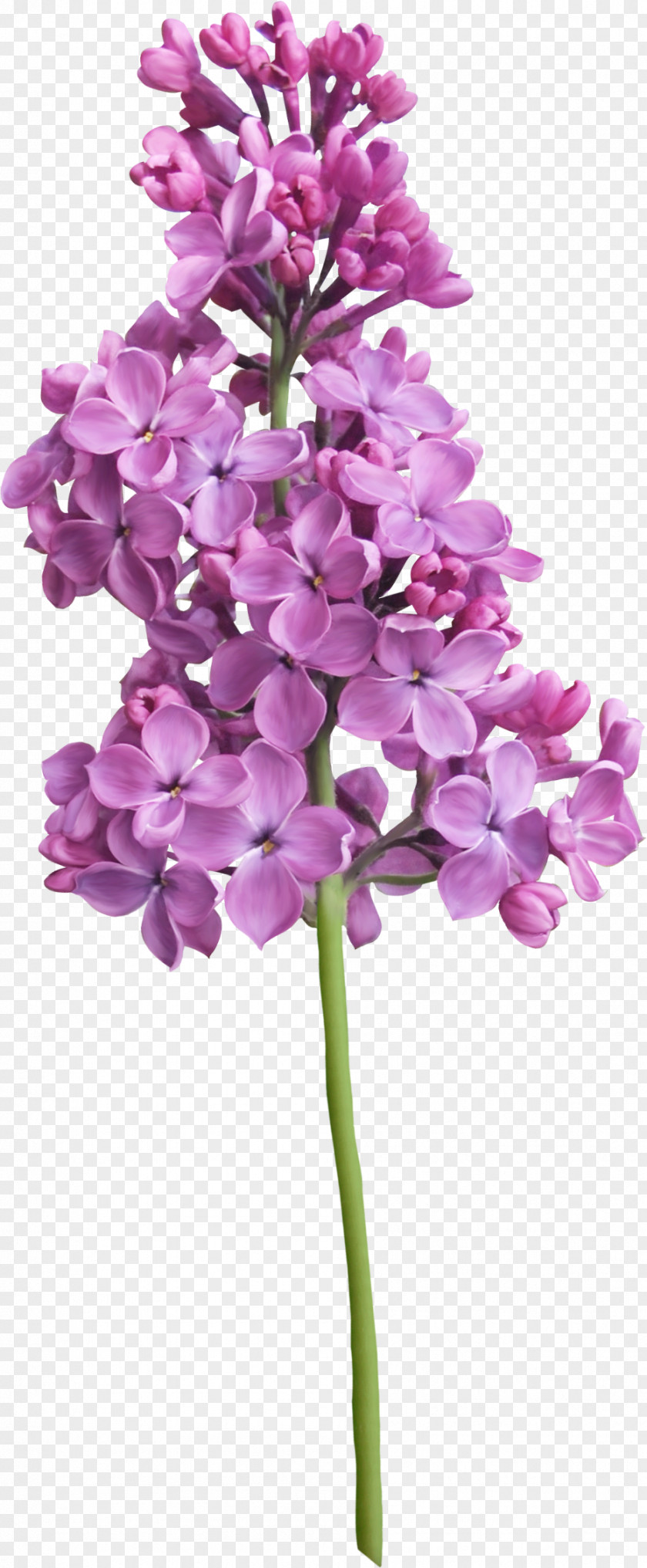 Lilac Purple Flower PNG