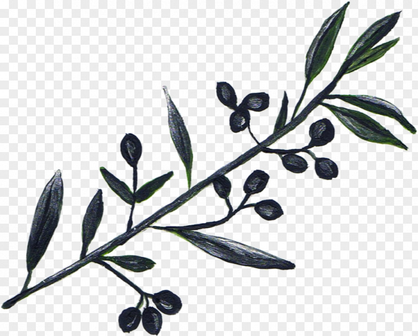 Olive Oil Tree Branch PNG