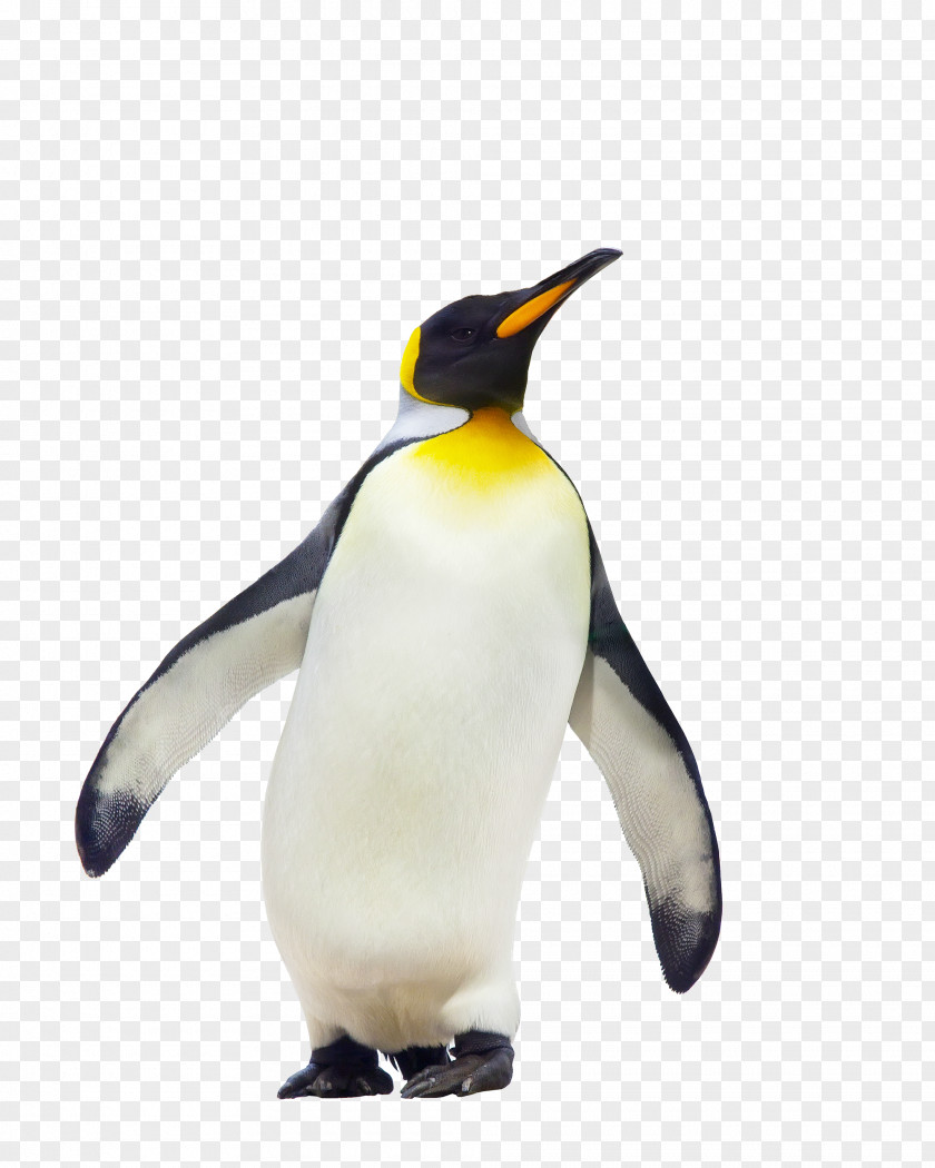 Penguin Free Download CfE Higher Geography Course Notes King Fauna PNG