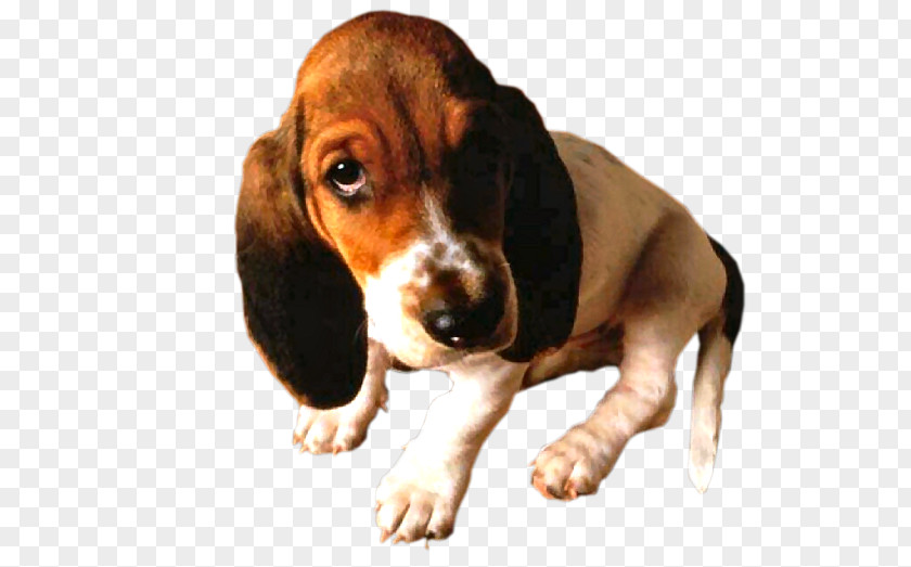 Puppy Basset Artésien Normand Hound Finnish Beagle Hamilton PNG