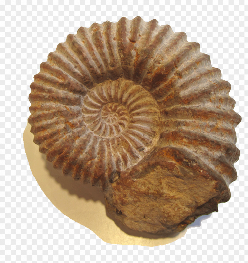Salt Ammonite Resources National Blues Museum Cockade Photography Paper PNG