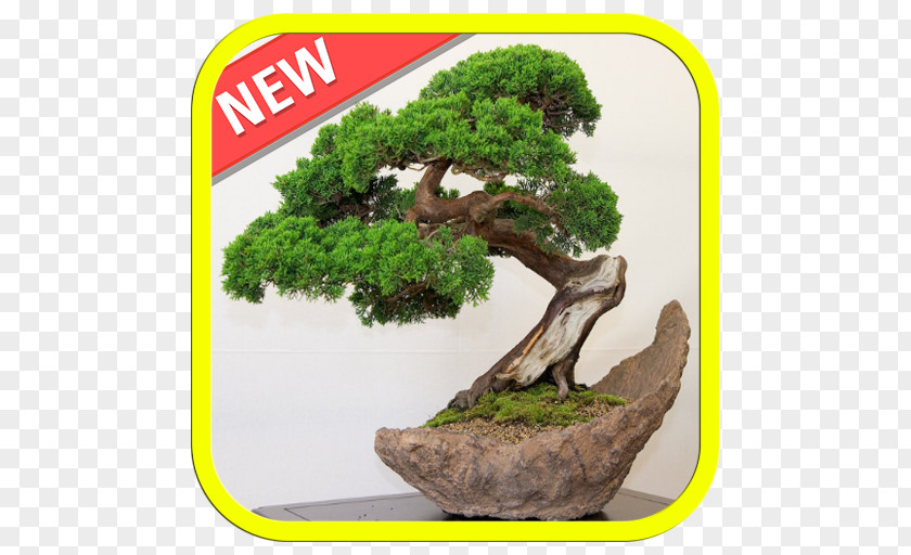 Tree Indoor Bonsai Juniperus Chinensis Plant PNG