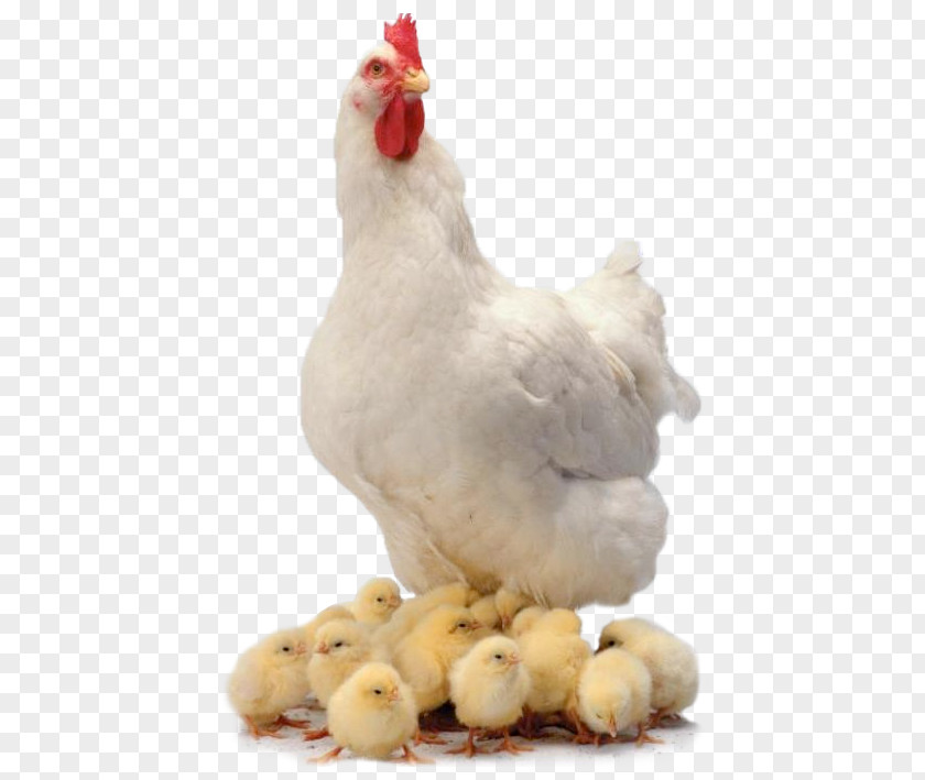 Chicken And Cubs Curry Broiler Farm Animals: Chickens PNG