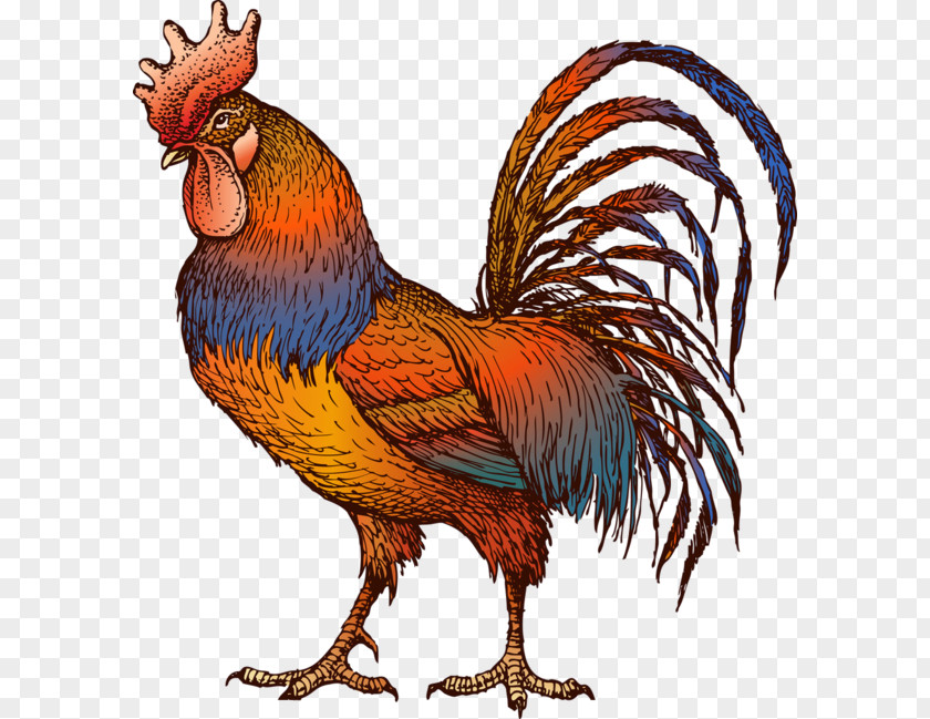 Chicken Rooster Drawing Gamecock PNG