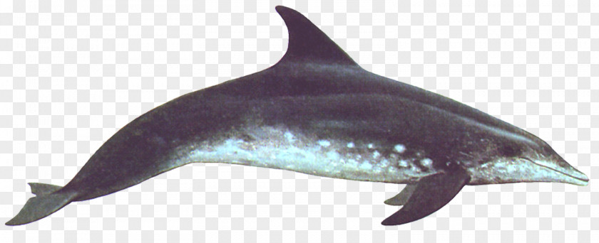Dolphin Common Bottlenose Wholphin Rough-toothed Porpoise Short-beaked PNG