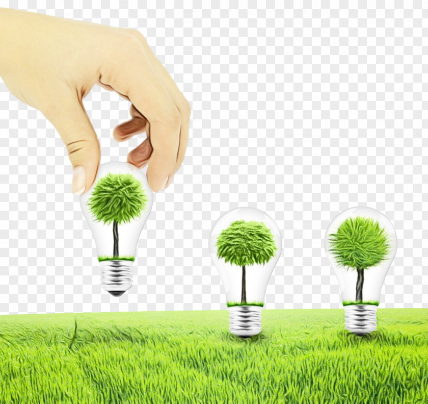 Lawn Real Estate Grass Green Plant Family Tree PNG