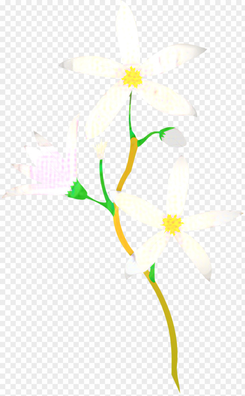 Petal Wildflower Floral Flower Background PNG