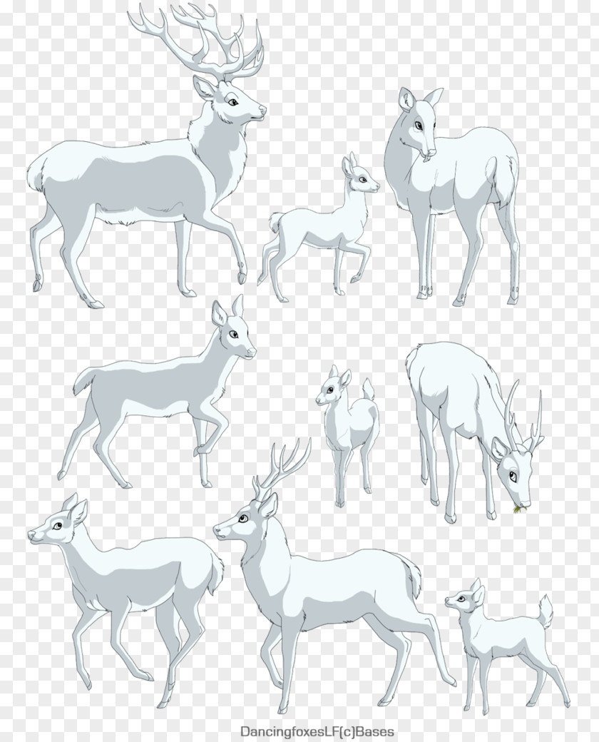 Reindeer Elk Red Deer Antler PNG