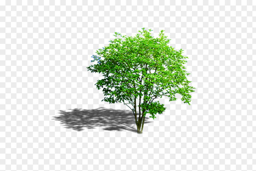 Small Background Tree Image Clip Art Illustration PNG