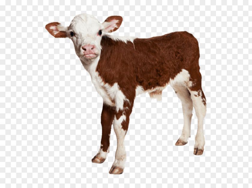 Calf Hereford Cattle Royalty-free Image Baby Farm Animals PNG