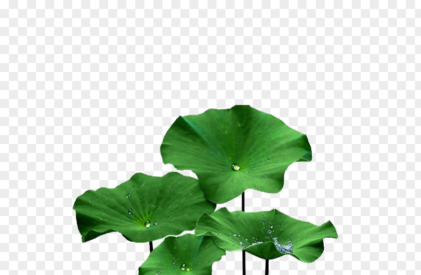 Dew Drop Image Sacred Lotus Design PNG