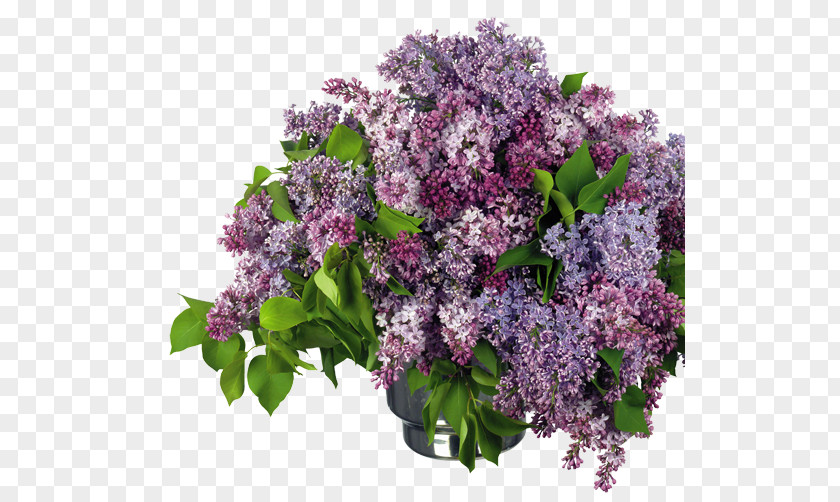 Lilac Clip Art PNG