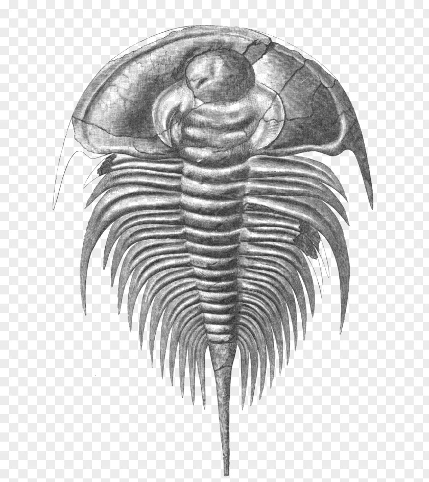 Olenellus Cambrian Marine Invertebrates Fossil Ptychopariida PNG
