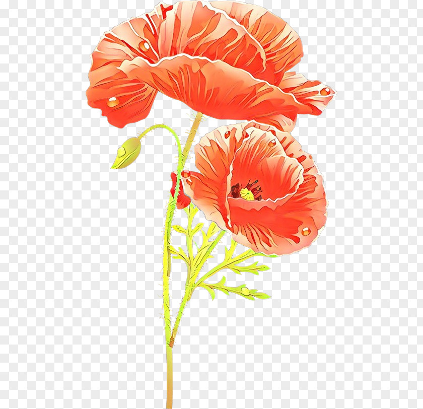 Oriental Poppy Coquelicot Orange PNG