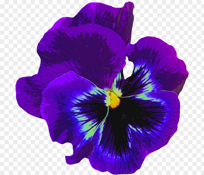 Pansy Flower Sweet Violet PNG